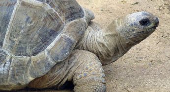 I 6 animali più longevi del mondo