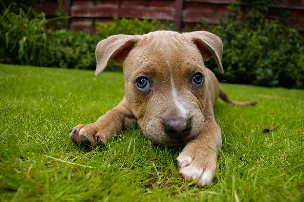 cose-che-i-cani-odiano cose che i cani odiano