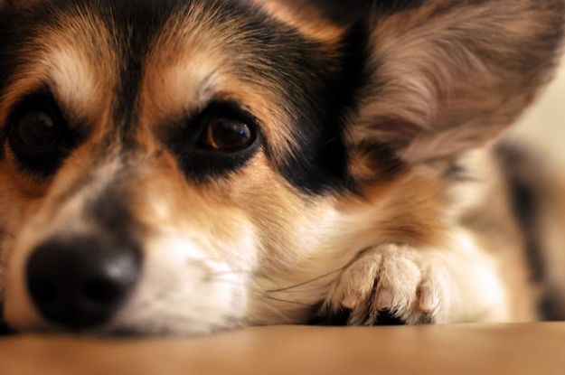motivi-per-adottare-un-cane motivi per adottare un cane