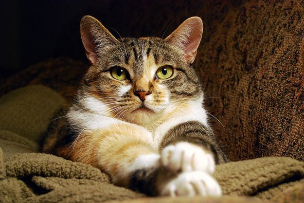 motivi-per-adottare-un-gatto motivi per adottare un gatto