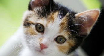 Conosci il tuo gatto? [QUIZ]