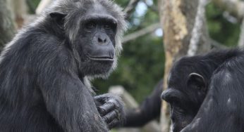 L'Ebola in Sierra Leone non risparmia neanche gli scimpanzé: paura per il Santuario