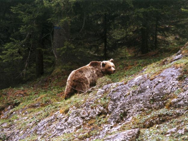 Daniza Daniza