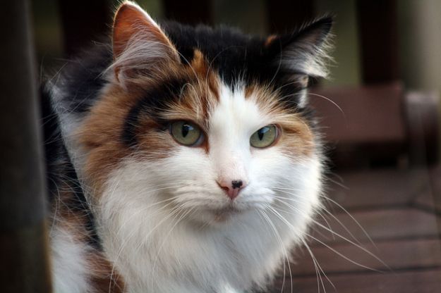 curiosita-sui-gatti curiosita sui gatti