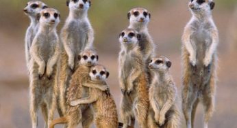 Indovina che animale è [QUIZ]