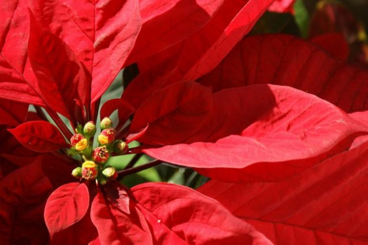 Pianta Stella Di Natale Come Si Cura.Stella Di Natale Come Si Cura Ecoo It