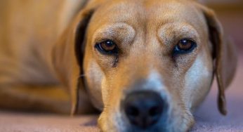 Tigna del cane: sintomi, contagio e cura