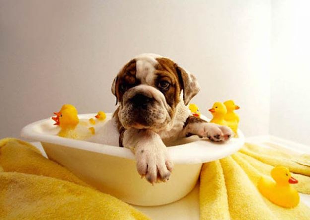 consigli-su-come-lavare-il-cane consigli su come lavare il cane