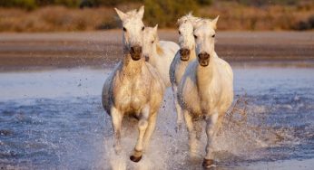 10 curiosità sui cavalli che non avresti immaginato