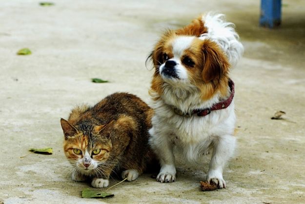 dove seppellire un cane o un gatto consigli info