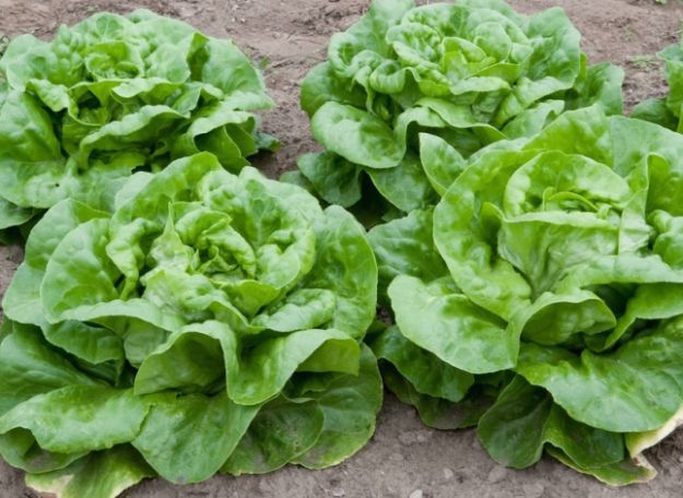 insalata ipocalorica