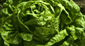 Insalata verde: 8 proprietà e benefici
