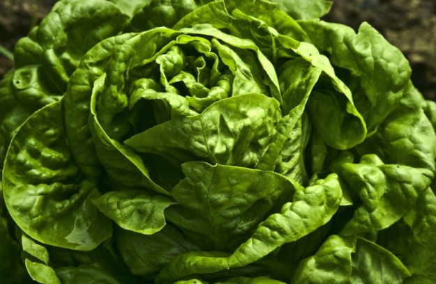insalata verde proprieta benefici