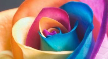 Che fiore è? [QUIZ]