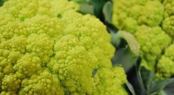 10 ricette vegetariane ricche di calcio