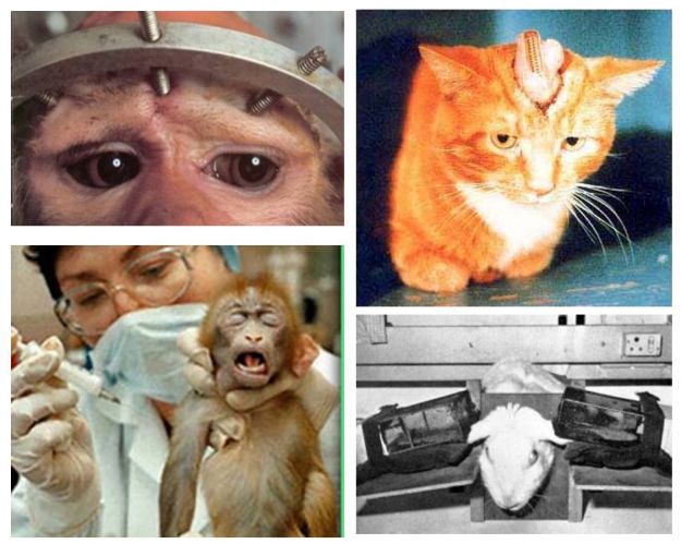 animali animali
