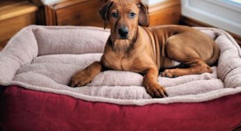 Come pulire la cuccia del cane: 7 consigli utili