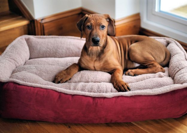 come pulire la cuccia del cane consigli utili