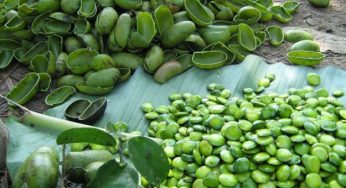 Griffonia: proprietà e benefici per la salute