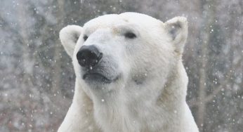 Pelle d'orso come isolante edile: una bufala che gira sul web?