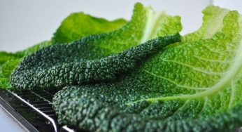 5 ricette vegetariane con la verza