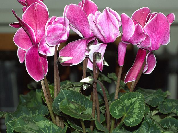 Come-curare- i ciclamini Come curare i ciclamini