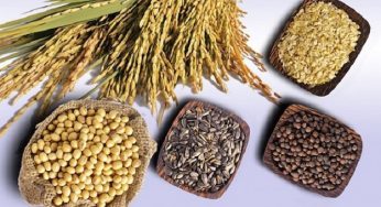 Alimenti che contengono vitamina B1: la lista completa