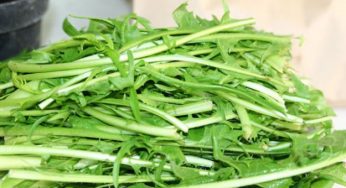 Cicoria: 10 ricette veg da non perdere