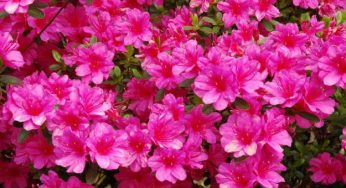 Come coltivare l’azalea