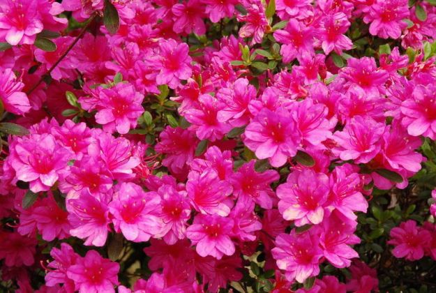 come-coltivare-l-azalea come coltivare l azalea