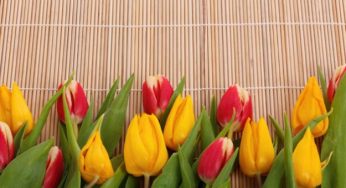 Come curare i tulipani in vaso