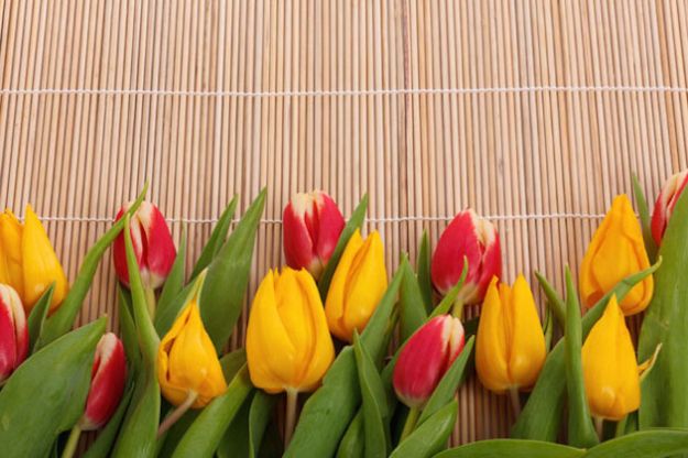 tulips border come curare i tulipani in vaso