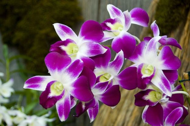 come-curare-le-orchidee come curare le orchidee