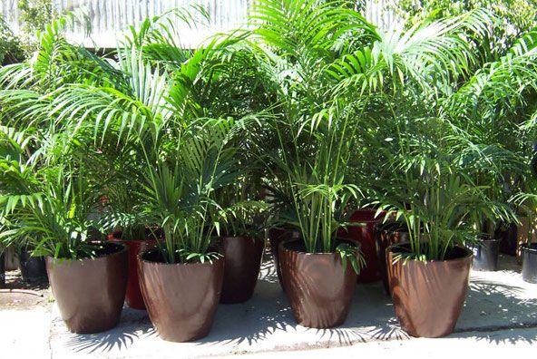 kentia