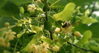 Tiglio: proprietà terapeutiche e benefici