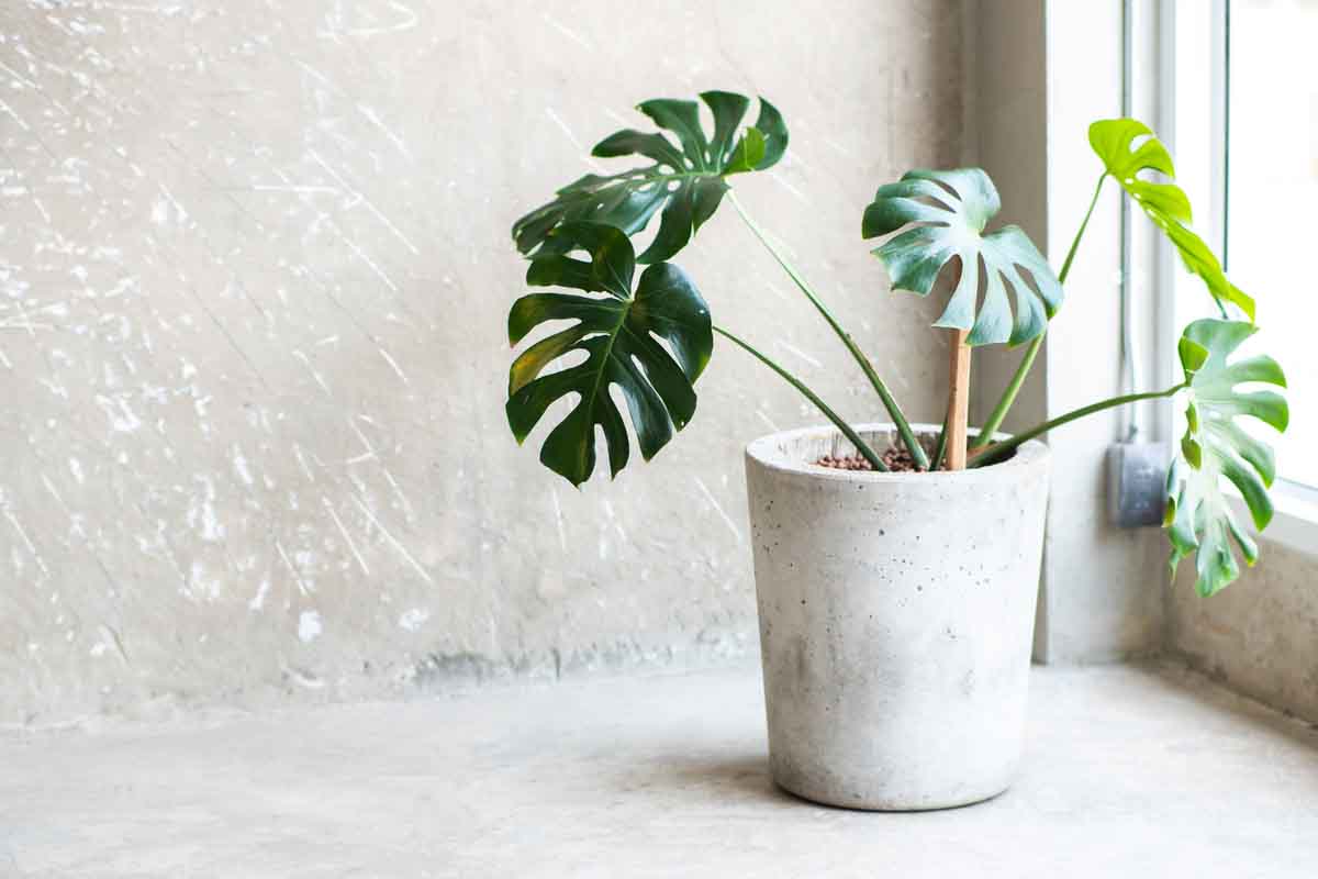 Set di blocchi per costruire piante succulente in vaso (389
