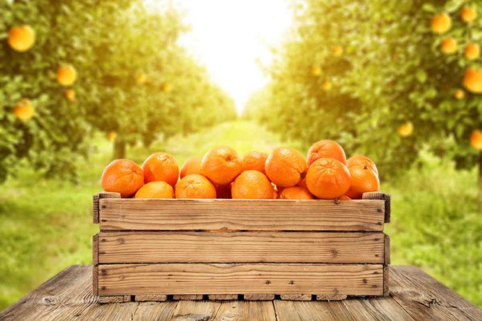 Mensole con cassette della frutta Cassetta della frutta con arance