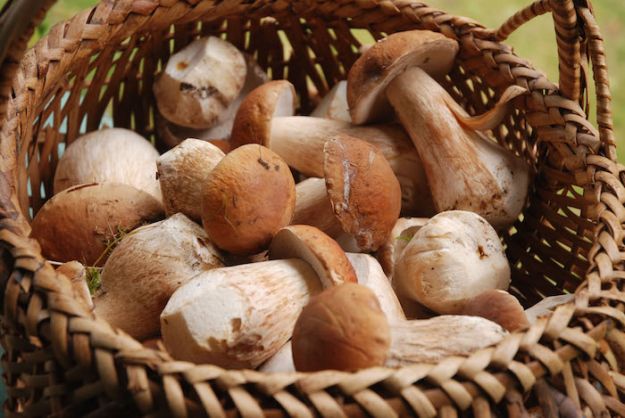 Perfect Porcini Basket come coltivare i funghi in casa