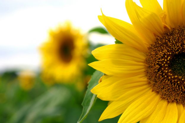 come-coltivare-il-girasole-in-vaso come coltivare il girasole in vaso