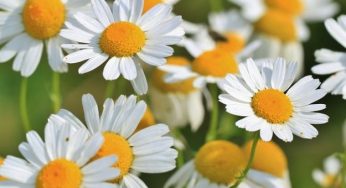 Come coltivare la camomilla in vaso