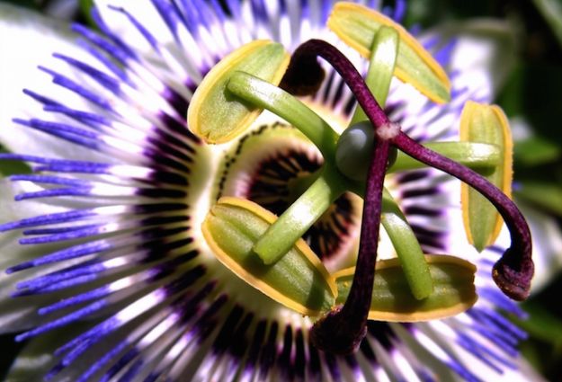 come coltivare la passiflora in vaso