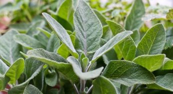 Come coltivare la salvia