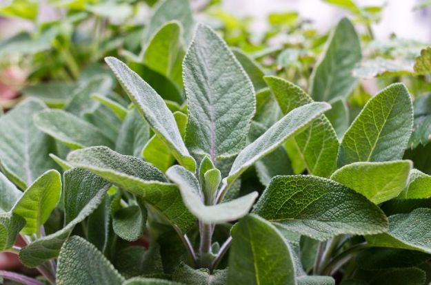 come-coltivare-la-salvia come coltivare la salvia