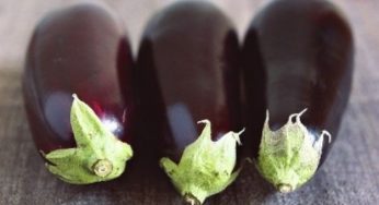 Come coltivare le melanzane nell'orto