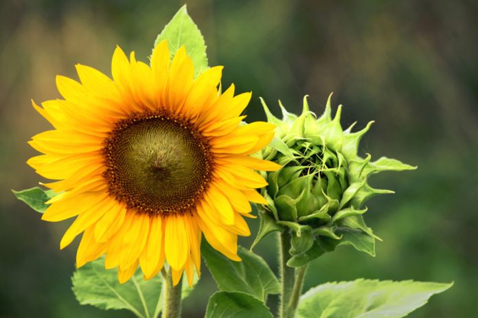Girasole in vaso Girasole in vaso: consigli sulla semina e coltivazione in vaso