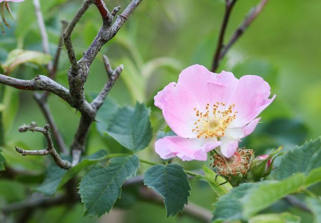 rosa-canina-proprieta-benefici rosa canina proprieta benefici