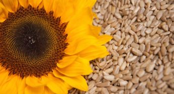 Semi di girasole: proprietà e ricette