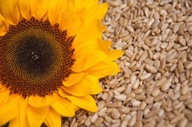 semi-di-girasole-proprieta-ricette semi di girasole proprieta ricette