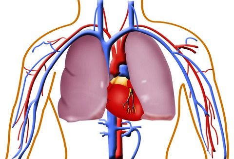 sistema cardiocircolatorio rosa canina