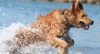 Spiagge per cani 2015: l'elenco completo dalla Sardegna alla Toscana